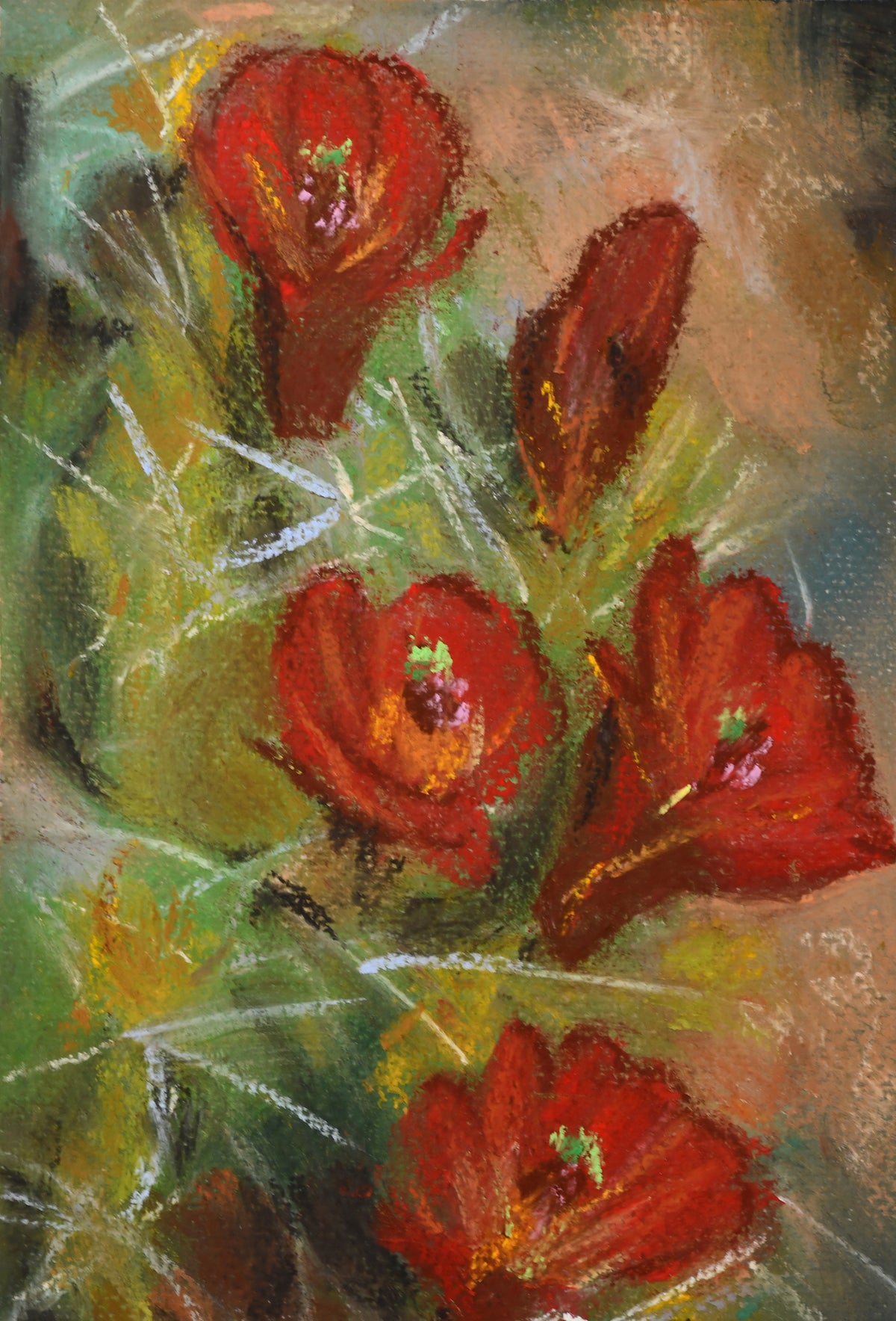 Coneflower Cactus